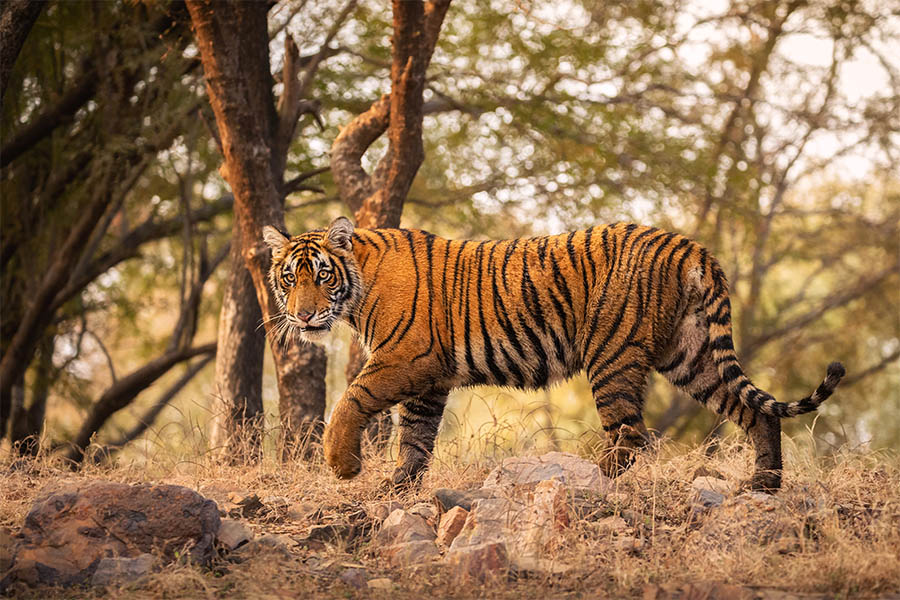 Bandhavgarh